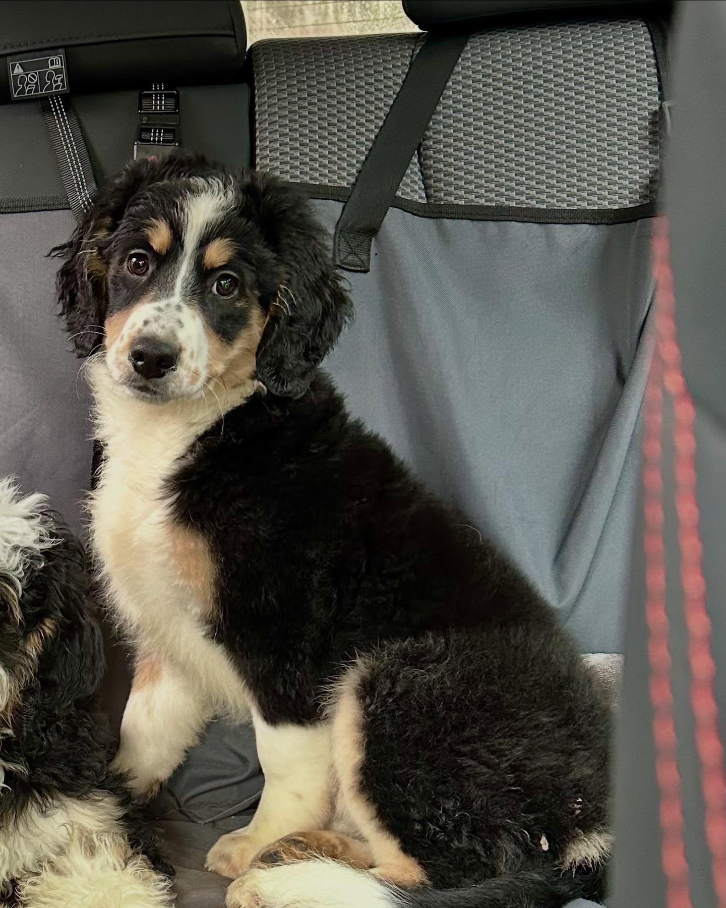 🐾Meet Maleficent, our sweet female unfurnished mini Bernedoodle (or mini Bernese Mountain Dog)! She’s already crate trained, excelling with potty training, comfortable on a leash, and absolutely loves car rides. Maleficent is amazing with kids and other dogs, has an energetic spunk for life, and a personality that will steal your heart! She’s microchipped, up to date on all vaccines, and still searching for her perfect forever home. This Christmas, she’s dreaming of snuggling up on someone’s couch and becoming the ultimate cuddle buddy! 🎅🏼🎄