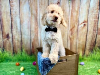 🐣 Easter just got a whole lot better…

We have a few red Mini Bernedoodle boys still available and ready to go home NOW:

• Michelangelo
• Donatello
• Leonardo
• Rafael

These boys have that rich red coat that gives a goldendoodle look, but they are true mini bernedoodles from our program.

✔️ Fully vaccinated (first year complete)
✔️ Microchipped
✔️ Raised in-home, not in a kennel
✔️ Socialized and on a great routine
✔️ Parents fully health tested

They are the perfect addition to your family whether that means your Easter basket or finally bringing home your dream puppy.

These are premium, well-bred puppies!

📩 Reach out if you are interested or have questions
Serious inquiries only please