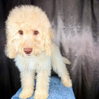 Mini Bernedoodles Cream Color (Application Required)

Please read before messaging.

These are F2B Mini Bernedoodles with a cream/apricot coat and a classic doodle look similar to goldendoodles.

Doodles are a higher maintenance breed and require regular grooming and proper care. Please make sure you are prepared for that commitment.

Raised in home and well socialized.

Application required prior to placement. Homes are selected based on fit, not first come.

If you are serious, message me and I will send over the application and additional details. Always happy to set up a FaceTime meeting!