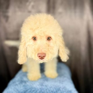 4 RED MINI BERNEDOODLE MALES LEFT — READY NOW

We have 4 boys still looking for homes and ready to go home now.

This is a gorgeous all red litter, with coats ranging from soft wavy to curlier. Low shedding, great temperaments, and raised right in our home.

✔ Fully vaccinated (first year complete)
✔ Microchipped
✔ Raised in home, very well socialized
✔ From fully health tested parents

These are multi generational mini Bernedoodles from a well established, health focused program.

If you’ve been thinking about adding one to your family, now is a great time.

Message me for details.
Serious inquiries only.