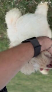 They all have their own little personalities at this point

We still have 4 mini Bernedoodle boys available

16 weeks old and at a really great stage

Apricot/red coloring with a more goldendoodle like look
Multigenerational mini Bernedoodles from fully health tested parents

Located in north central PA

Raised in our home and used to people and normal daily activity

They’re already well started
• microchipped and fully vaccinated
• potty training and crate training started
• introduced to basic obedience
• handled and socialized daily

Details here:
https://my.gooddog.com/bernedoodle-bunch-pennsylvania