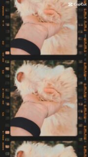 They’re at such a fun stage right now

4 mini Bernedoodle boys still available

16 weeks old and their personalities are really starting to show

Apricot/red coloring with a more goldendoodle like look
Multigenerational mini Bernedoodles from fully health tested parents

Located in north central PA

Raised in our home and already well started with
• microchips and full vaccines
• potty training and crate training
• basic obedience and learning “no”
• daily handling and socialization

Ready anytime

More info here:
https://my.gooddog.com/bernedoodle-bunch-pennsylvania