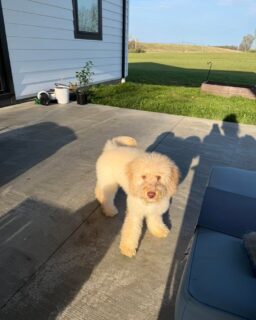 Last Puppy Available - Michelangelo 🐾

Michelangelo is the final puppy from this litter and he is ready for his home now.

He is 17 weeks old, which honestly is one of the best ages to bring a puppy home. He is past that super nippy, chaotic baby phase and is already starting to understand boundaries.

He has been started on potty training and crate training, making the transition into a new home much easier than bringing home an 8 week old.

Fully vaccinated for the year
Microchipped
Raised in home with a structured puppy curriculum
Well socialized and exposed to real life environments

Temperament wise, he is sweet, smart, and balanced. He enjoys playing but can also settle and entertain himself, which is huge.

If you have been looking but didn’t want to deal with the hardest puppy stage, this is your chance.

Located in PA. Ready to go home now.

Serious inquiries only. If you are not prepared for grooming, training, and the commitment of a dog, this is not the right fit.

Message me or fill out the application.