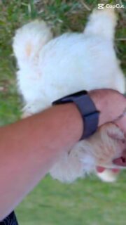 This is pretty much what life looks like with them right now!

We still have 4 mini Bernedoodle boys from this litter available

They’re 16 weeks old now and have had extra time to develop, which really shows in their personalities

Apricot/red coloring with a more goldendoodle like look
Multigenerational mini Bernedoodles from fully health tested parents

Located in north central PA

Raised in our home and used to everyday life around people

They’re already well started
• microchipped and fully vaccinated
• started on potty training and crate training
• introduced to basic obedience and learning “no”
• handled daily and well socialized

Ready for their next homes anytime

For full details on this litter:
https://my.gooddog.com/bernedoodle-bunch-pennsylvania

If it feels like a good fit after reviewing, feel free to message me