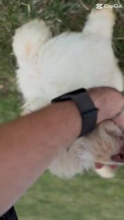 All 4 still here for now

4 mini Bernedoodle boys ready for their next homes

16 weeks old and ready to go

Apricot/red coloring with a more goldendoodle like look
Multigenerational mini Bernedoodles from fully health tested parents

Located in north central PA

Raised in our home and used to everyday life

They’re already well started
• microchipped and fully vaccinated
• started on potty and crate training
• introduced to basic obedience
• well socialized and handled daily

For full details:
https://my.gooddog.com/bernedoodle-bunch-pennsylvania

If it feels like a good fit after reviewing, feel free to message me