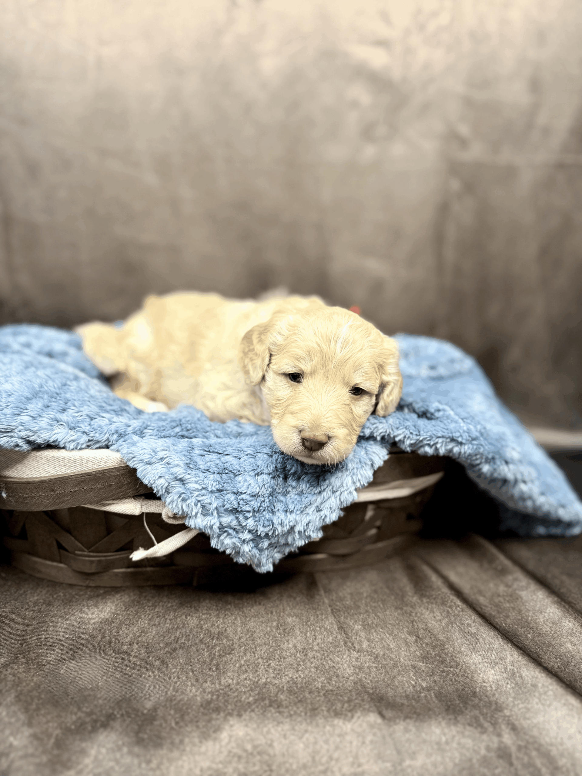 RAPHAEL - DOB Dec 23, 2025