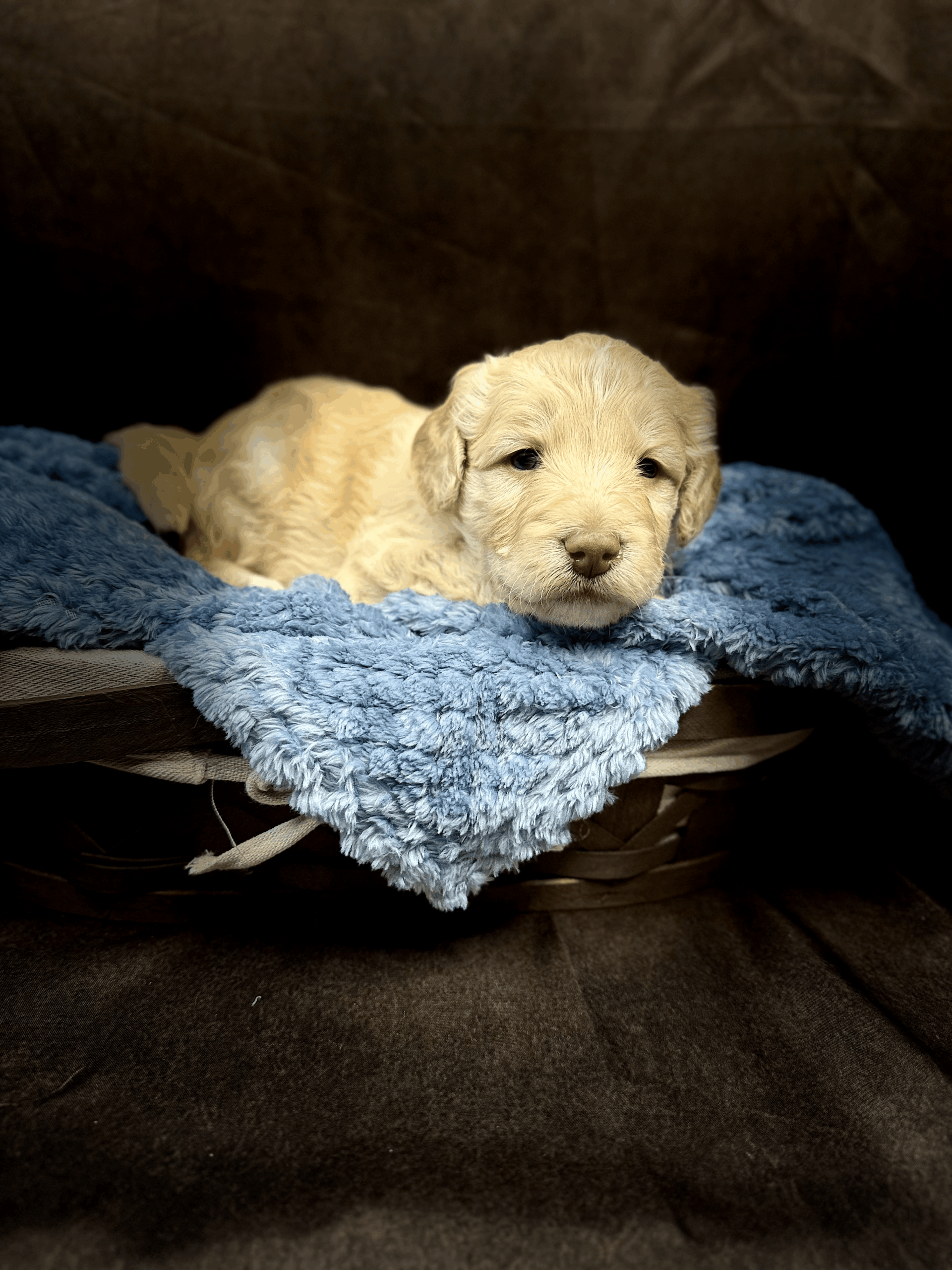 RAPHAEL - DOB Dec 23, 2025