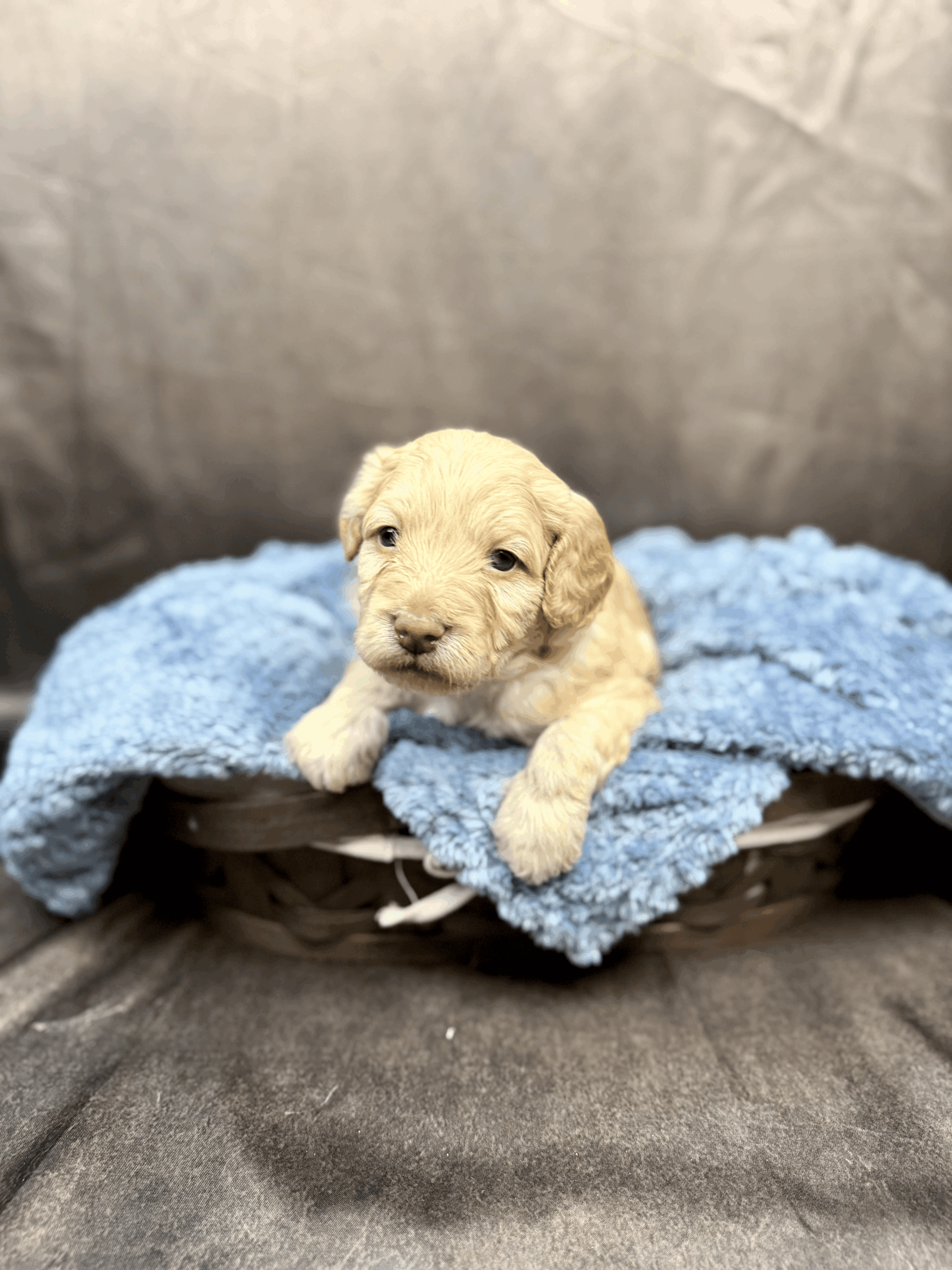 LEONARDO - DOB Dec 23, 2025