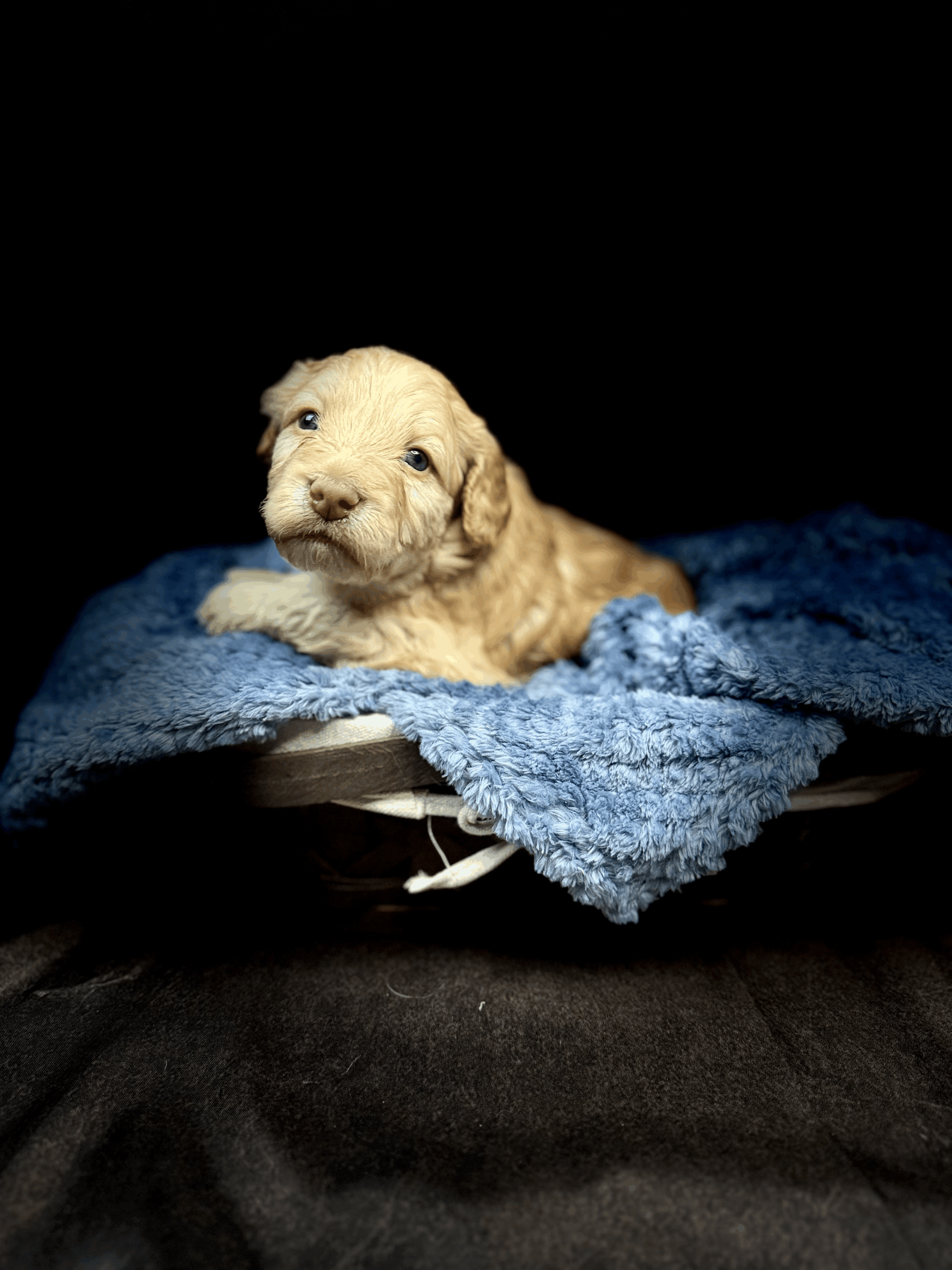 LEONARDO - DOB Dec 23, 2025