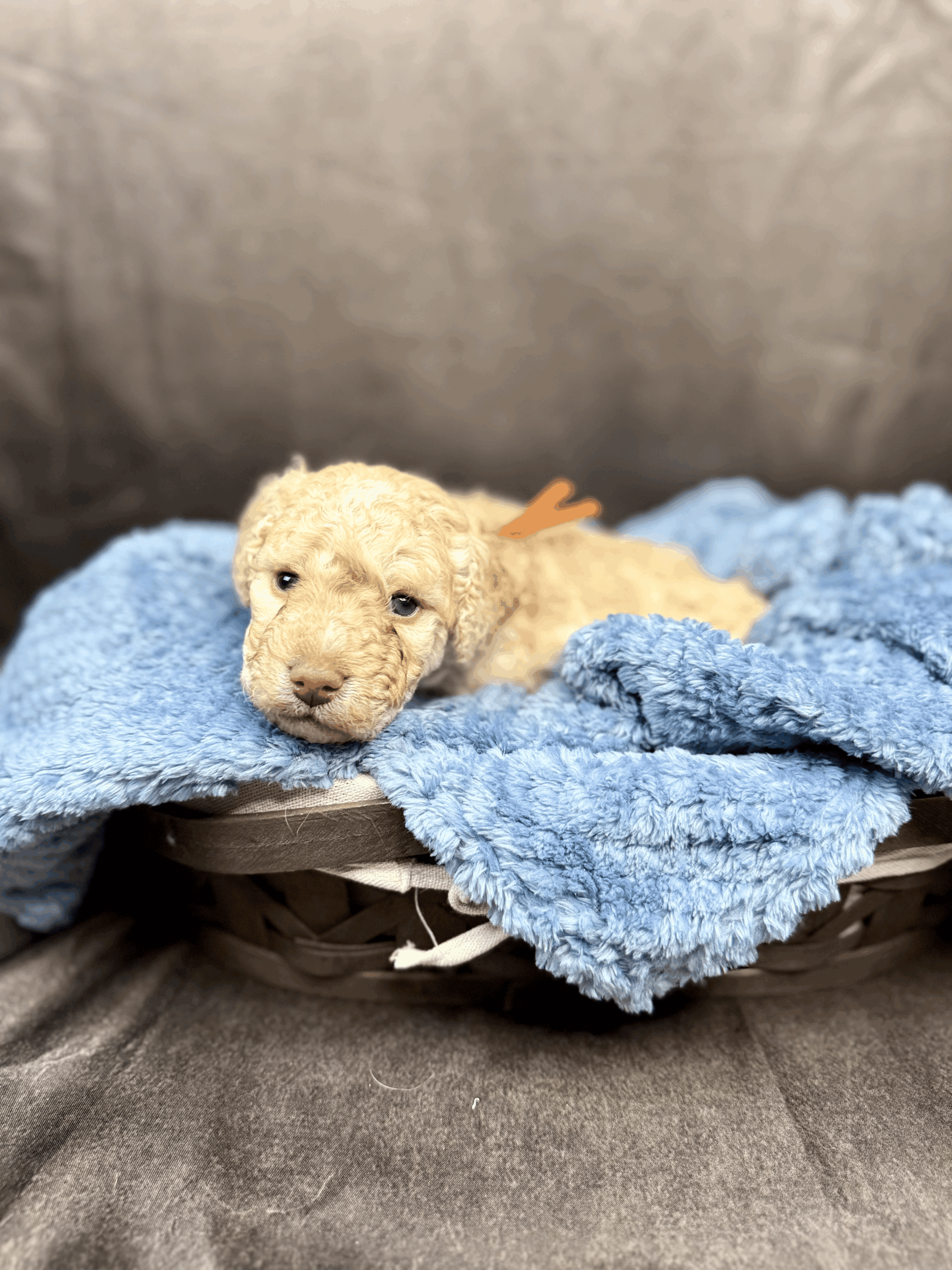 MICHELANGELO - DOB Dec 23, 2025