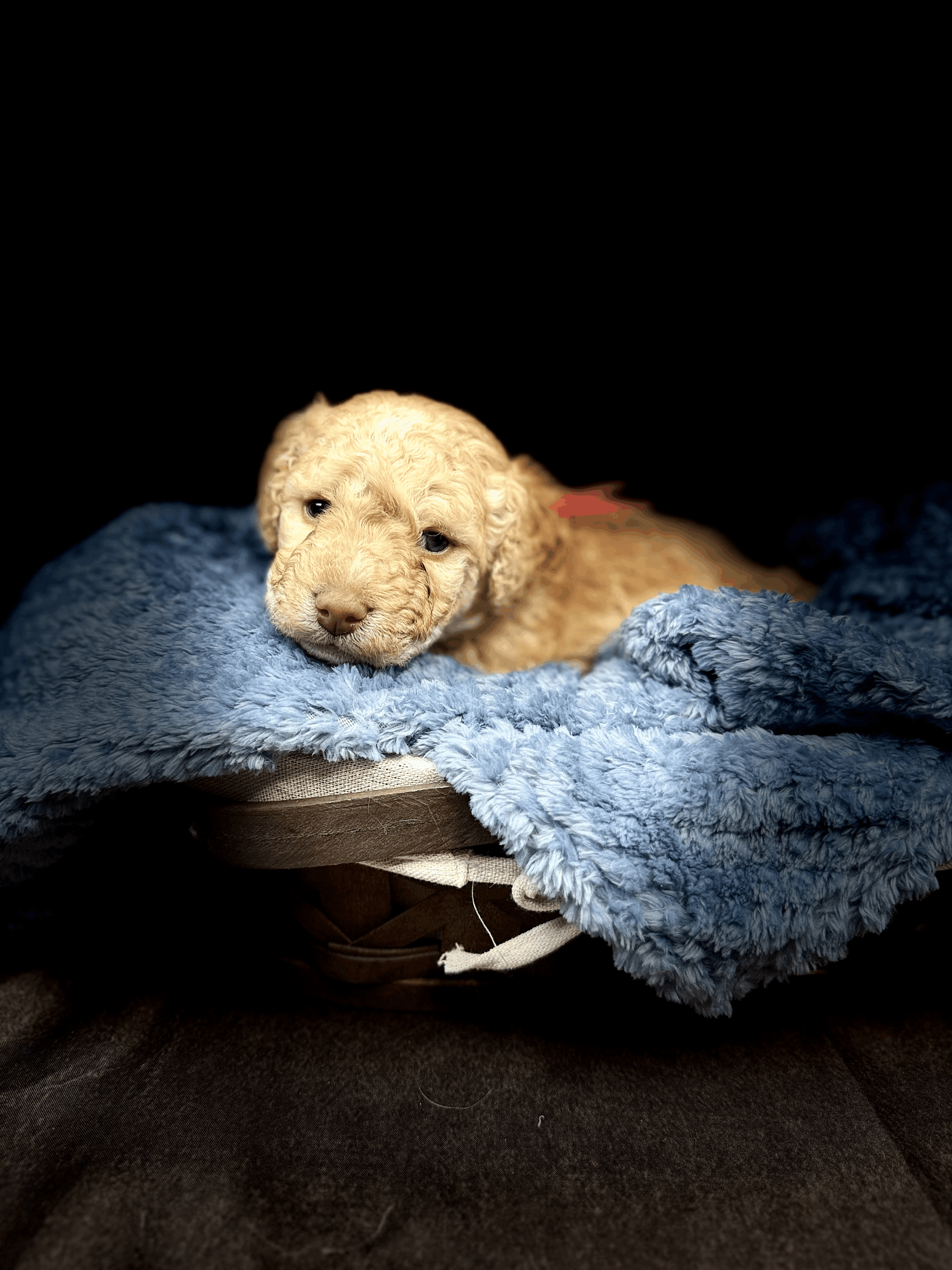 MICHELANGELO - DOB Dec 23, 2025