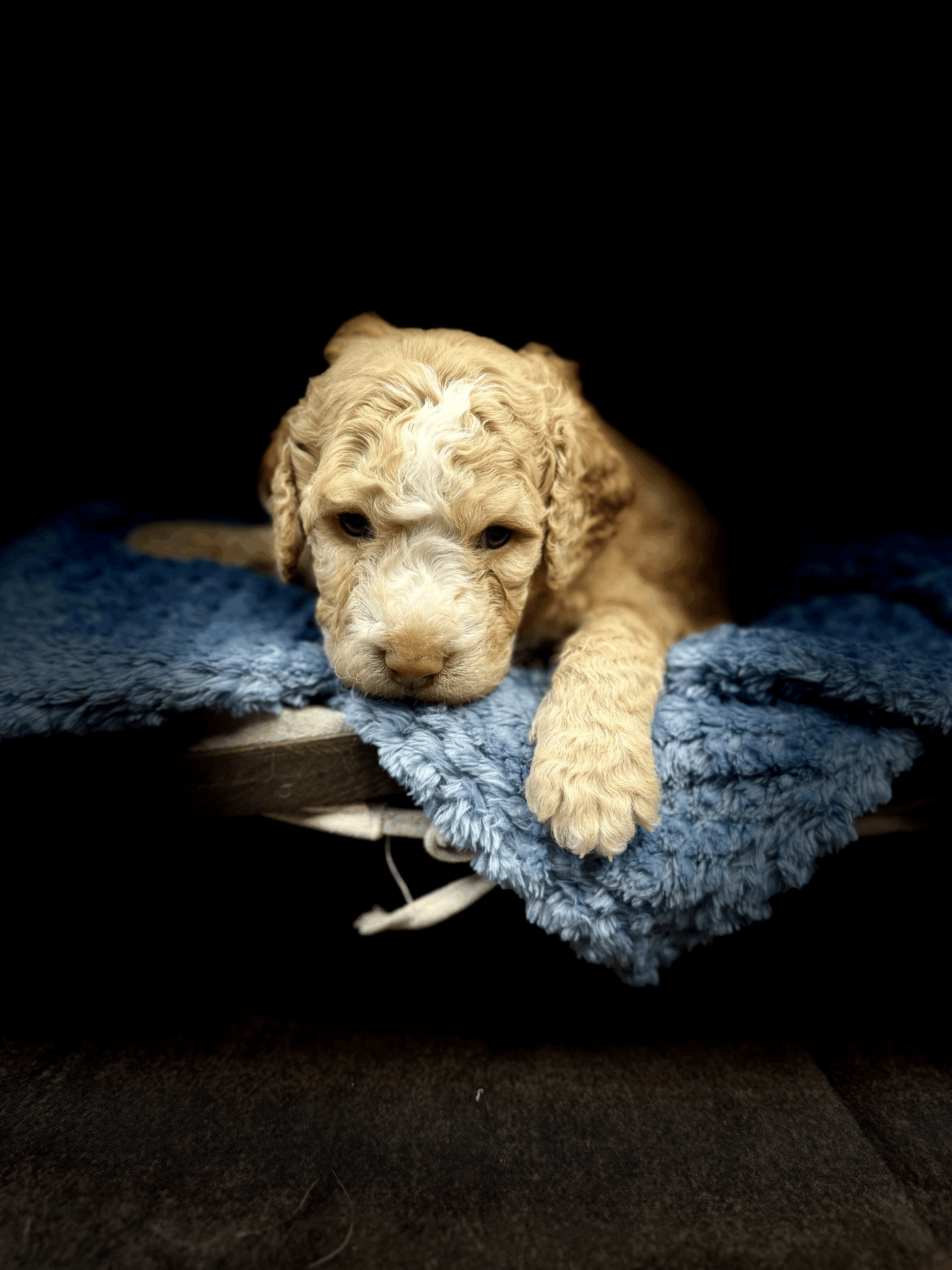 DONATELLO - DOB Dec 23, 2025