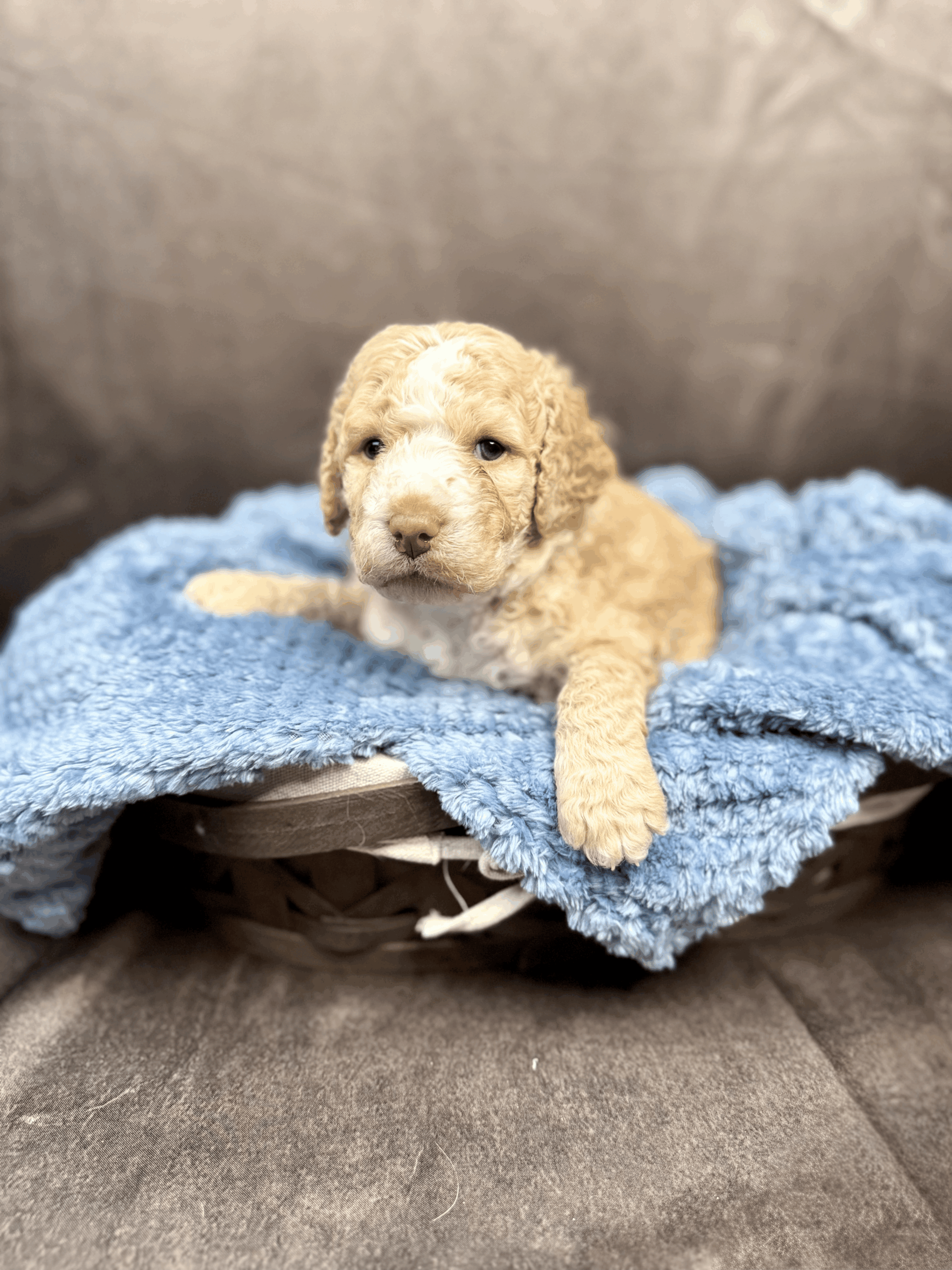 DONATELLO - DOB Dec 23, 2025