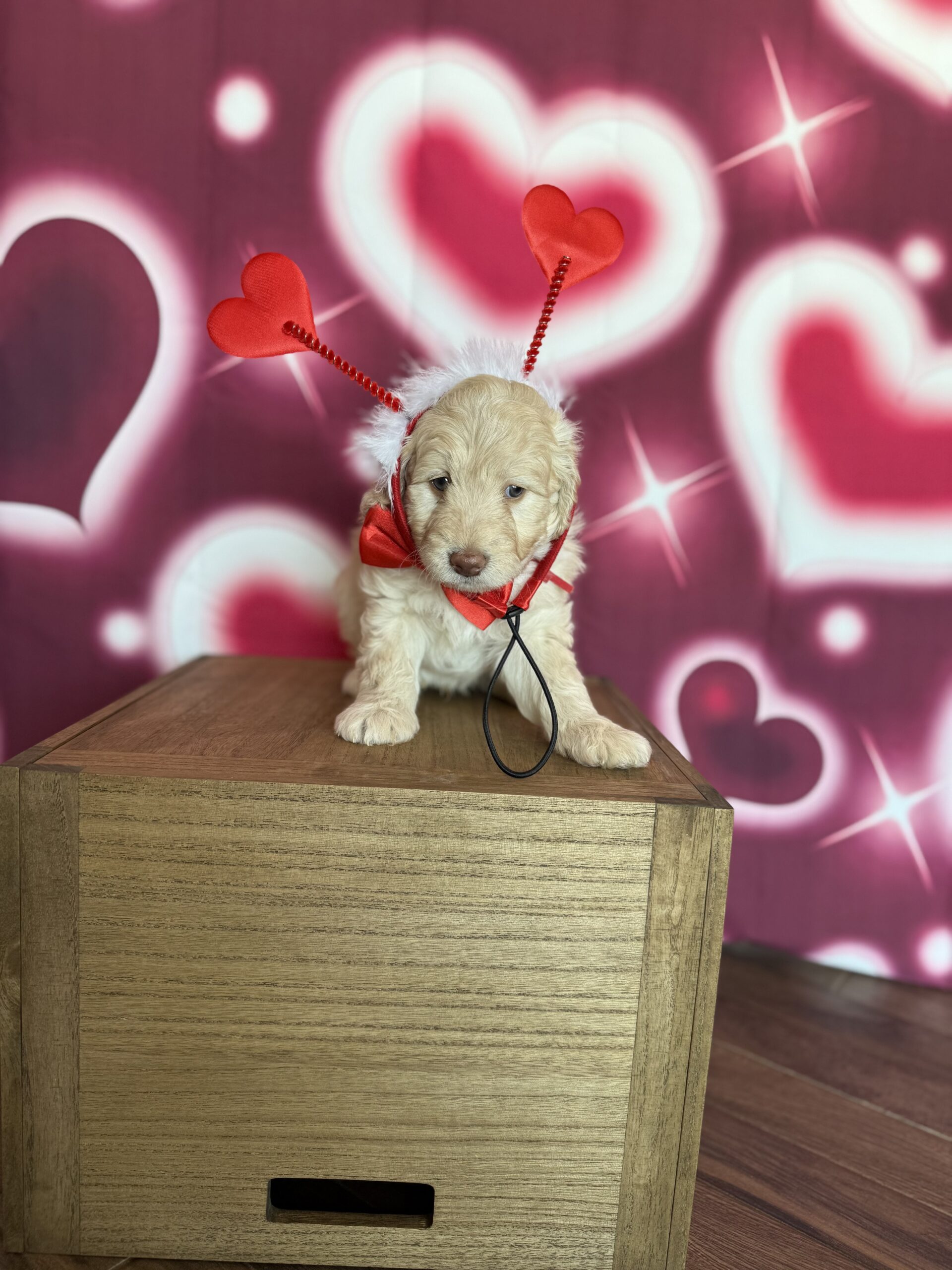 RAPHAEL - DOB Dec 23, 2025