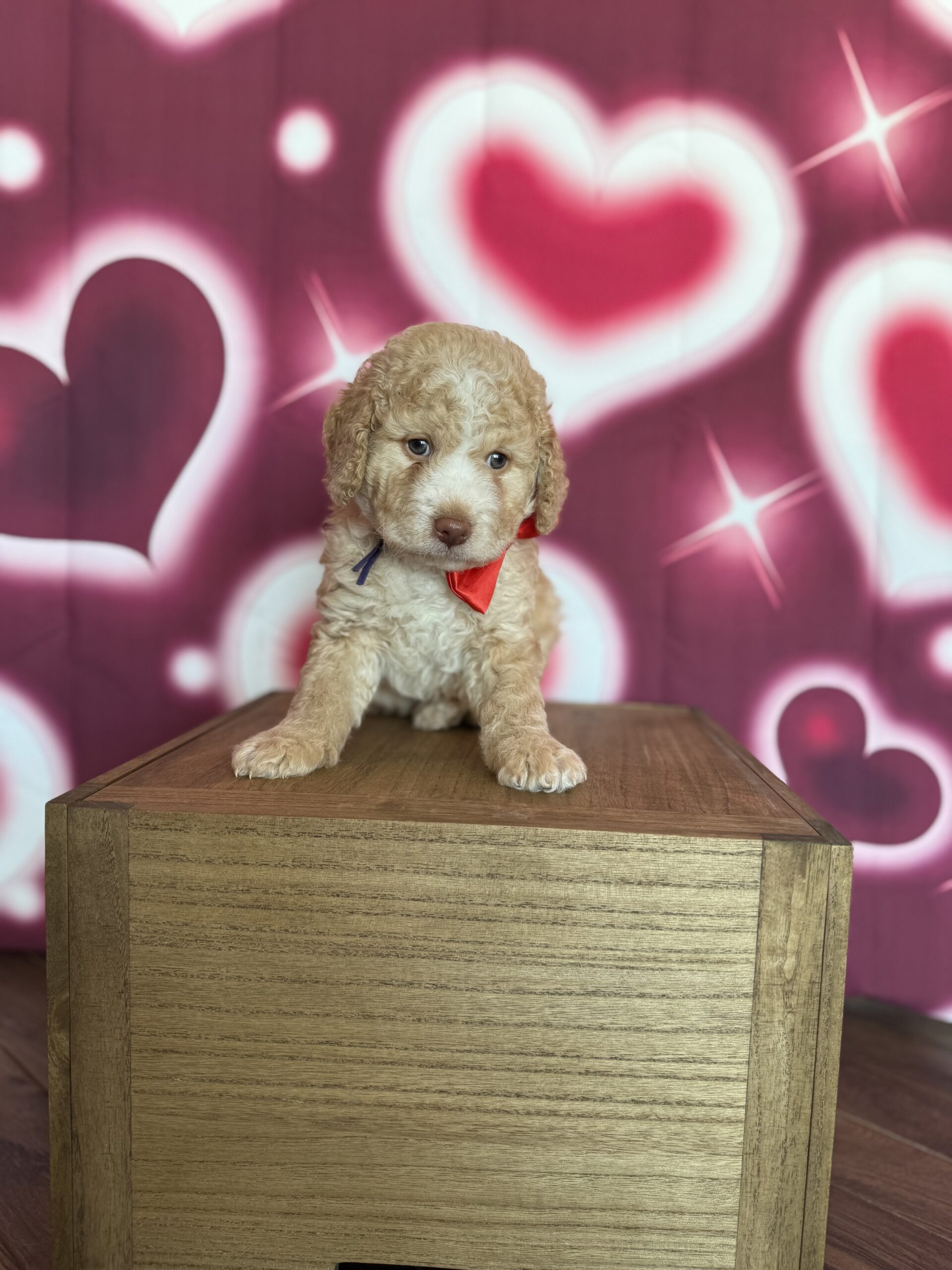 DONATELLO - DOB Dec 23, 2025