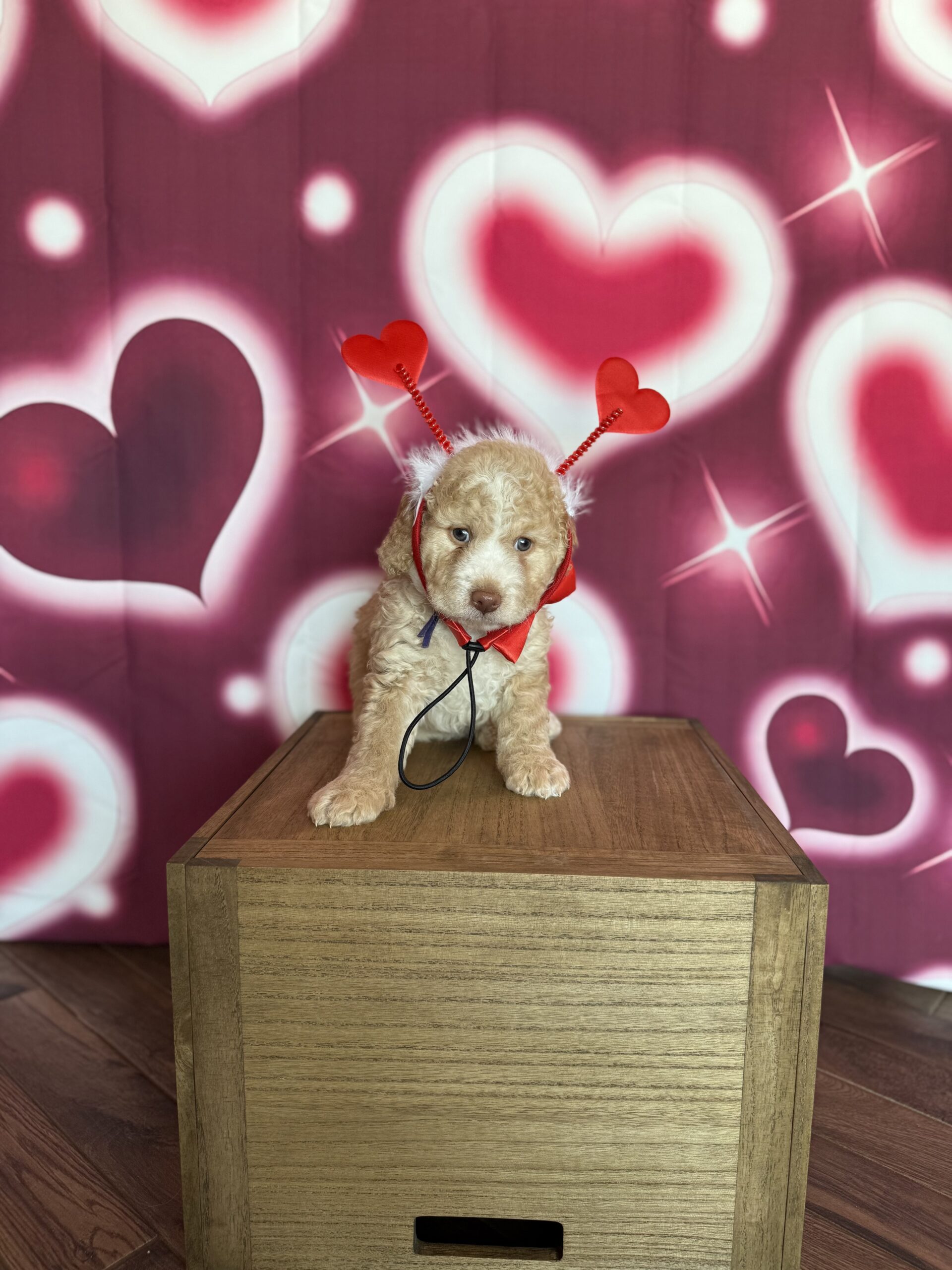 DONATELLO - DOB Dec 23, 2025