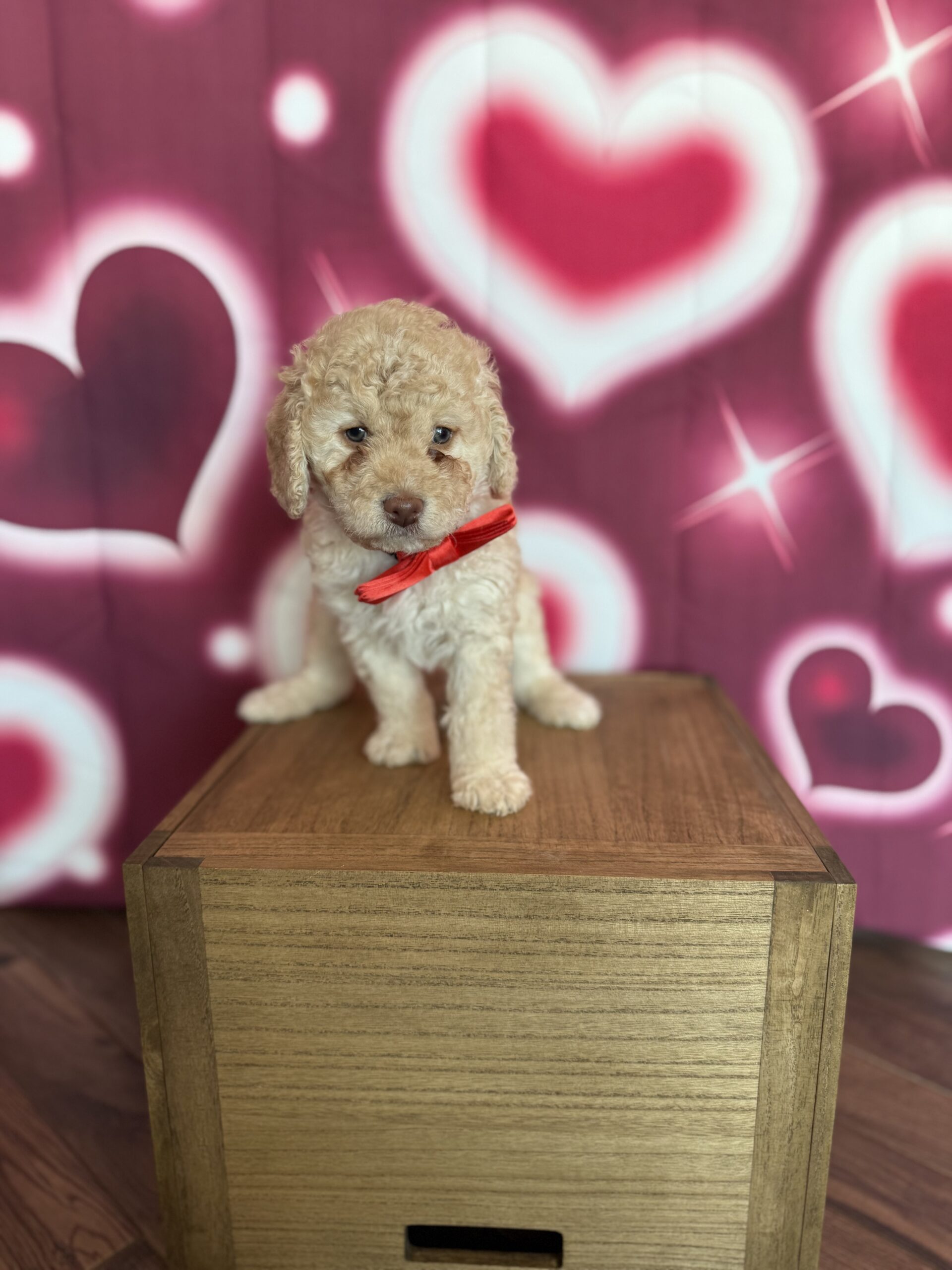 MICHELANGELO - DOB Dec 23, 2025