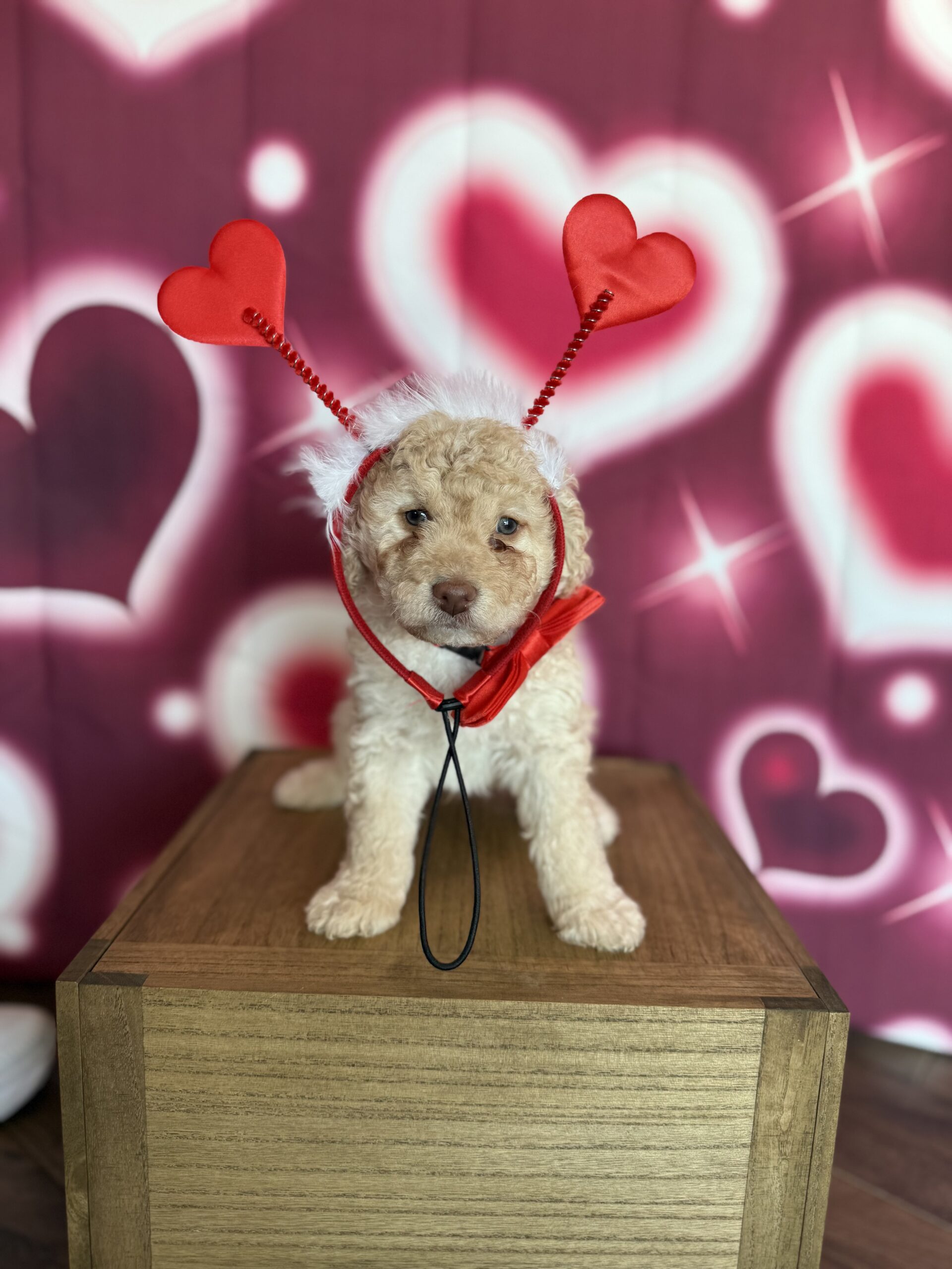 MICHELANGELO - DOB Dec 23, 2025