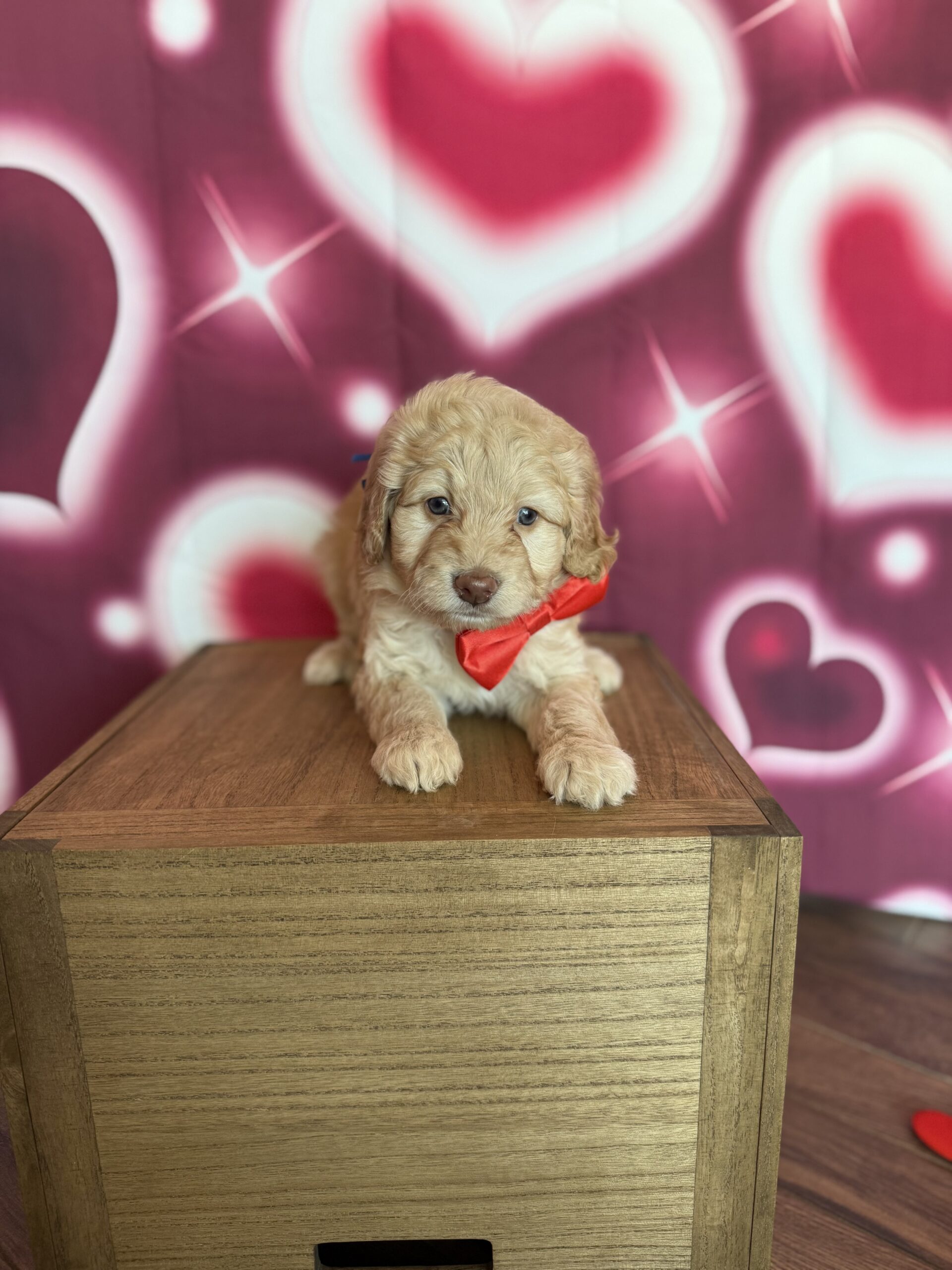 LEONARDO - DOB Dec 23, 2025