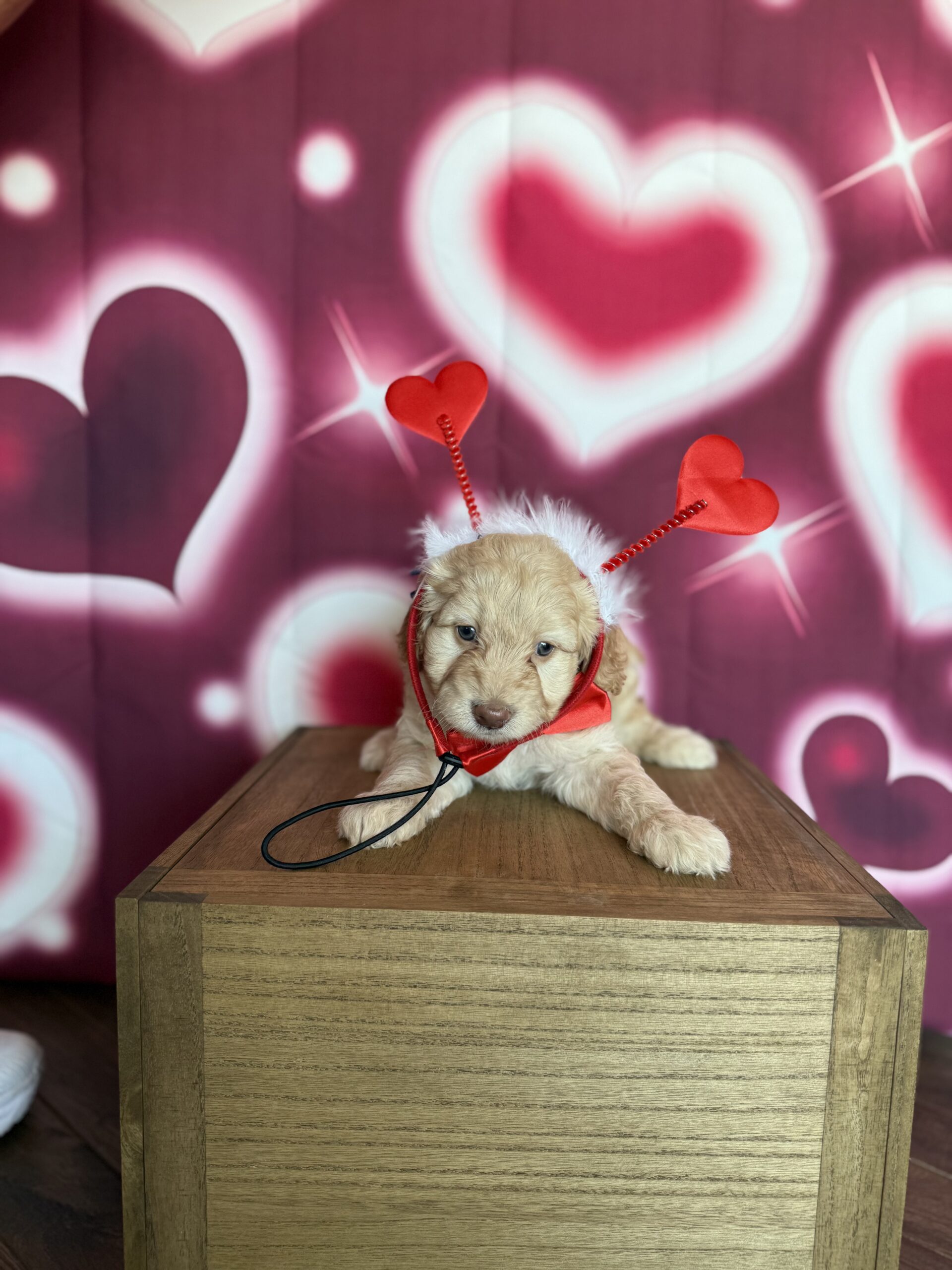 LEONARDO - DOB Dec 23, 2025