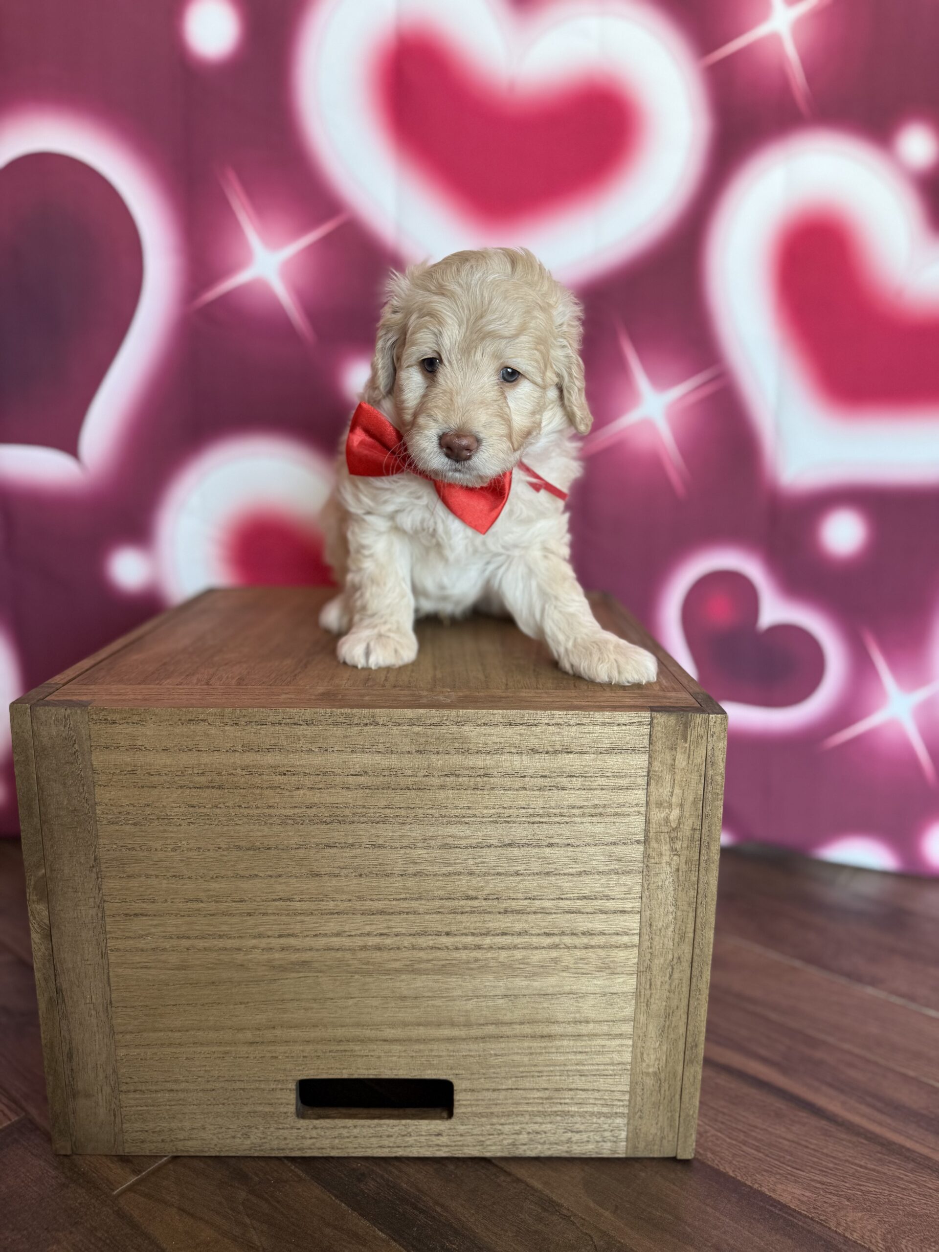 RAPHAEL - DOB Dec 23, 2025