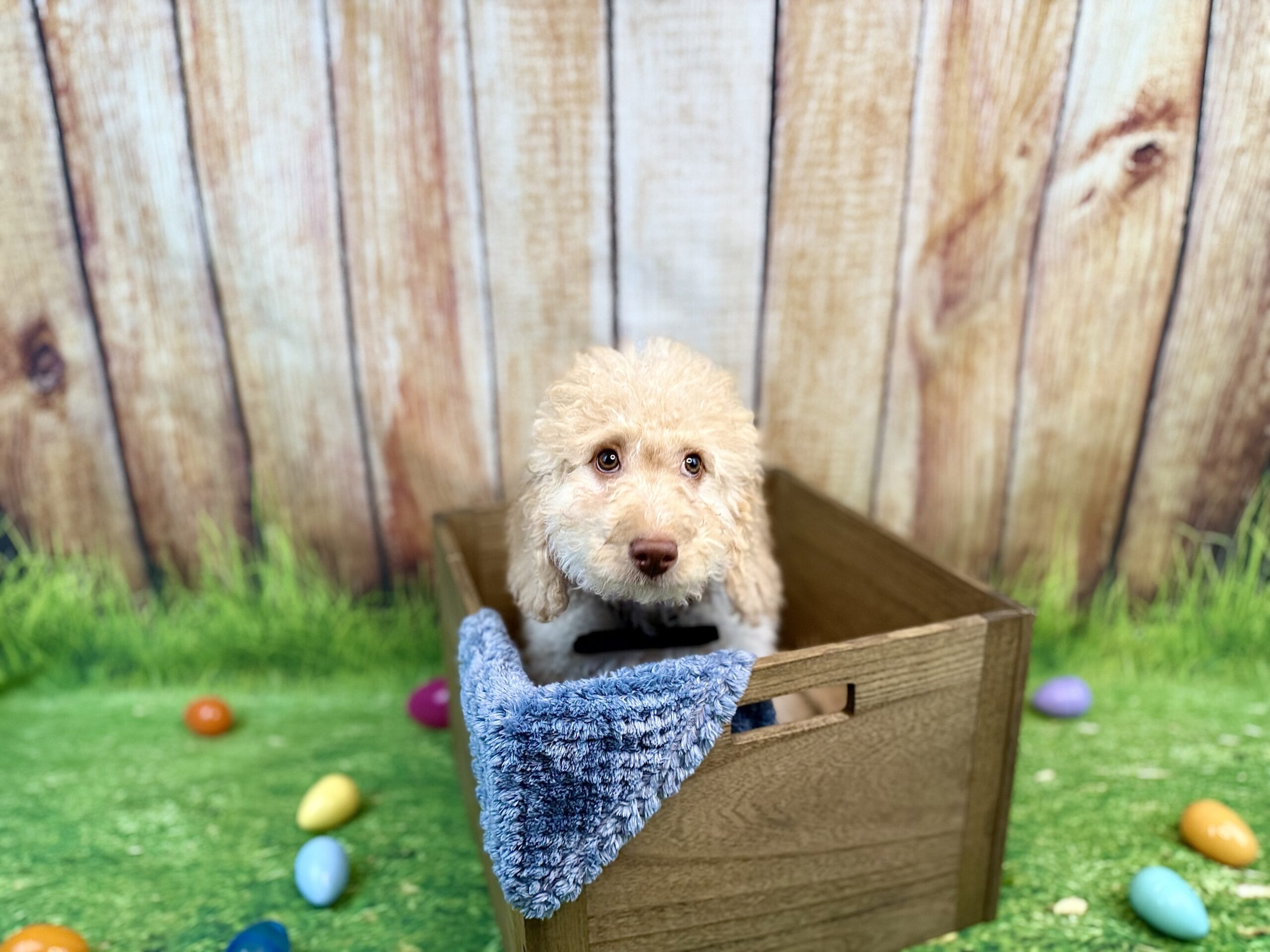 MICHELANGELO - DOB Dec 23, 2025