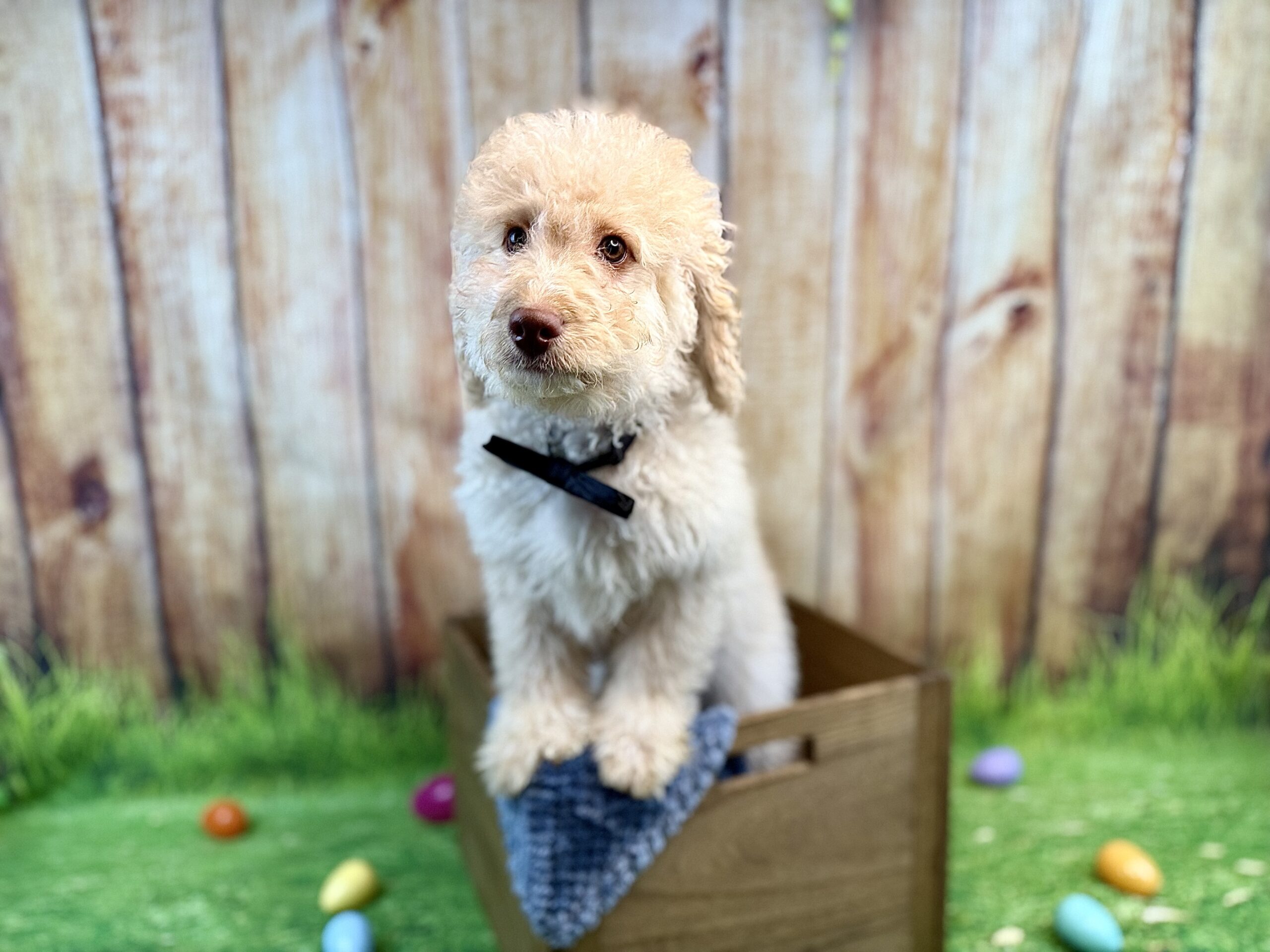 MICHELANGELO - DOB Dec 23, 2025