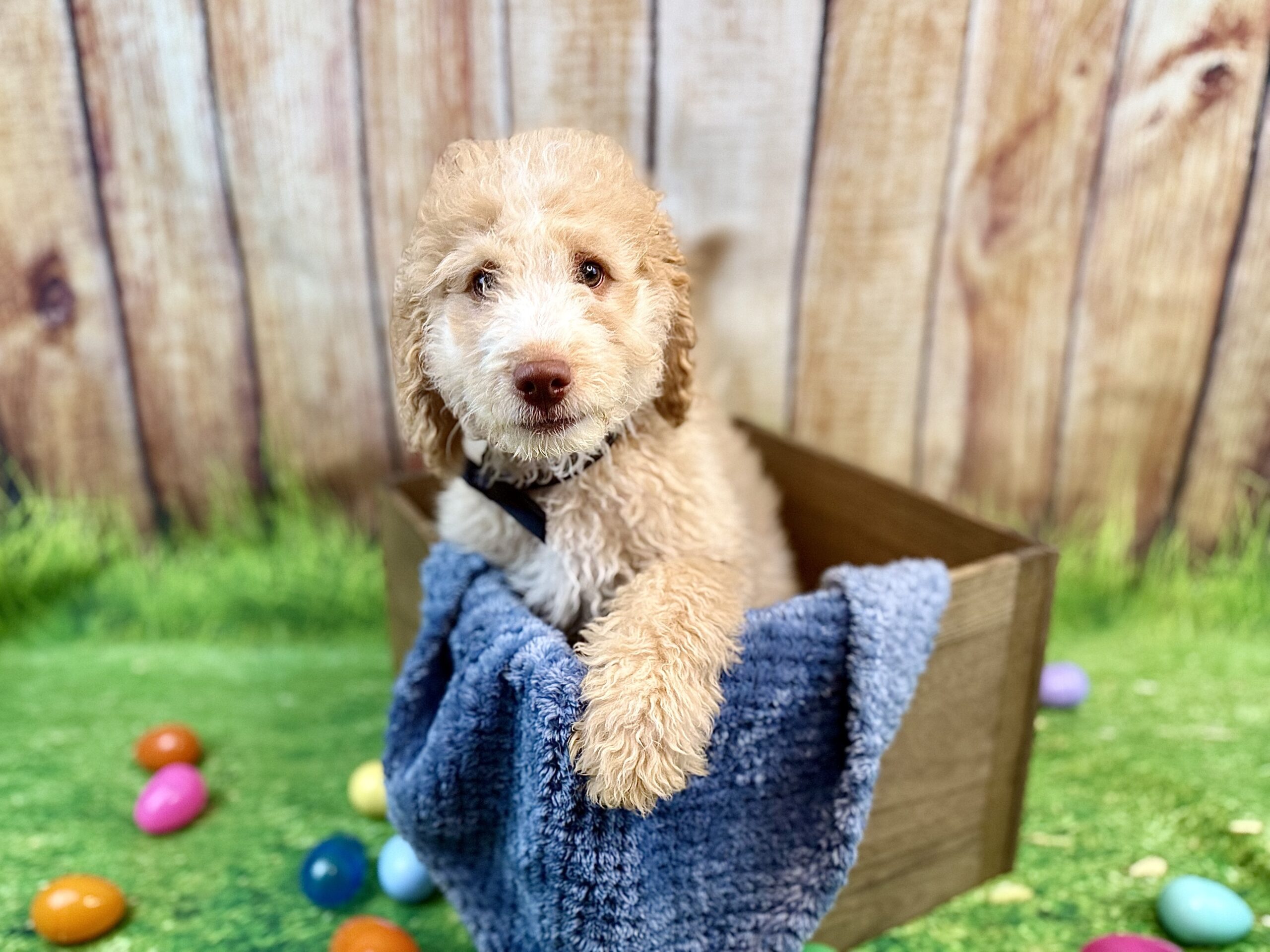 DONATELLO - DOB Dec 23, 2025