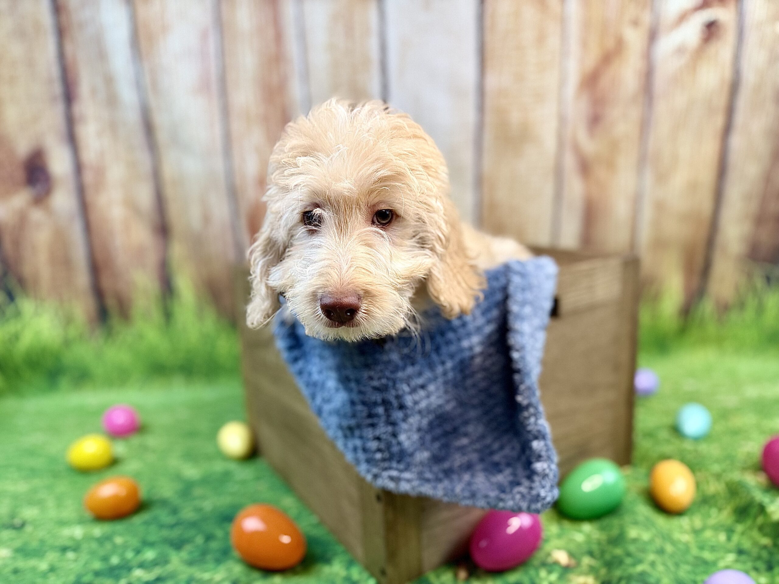 RAPHAEL - DOB Dec 23, 2025