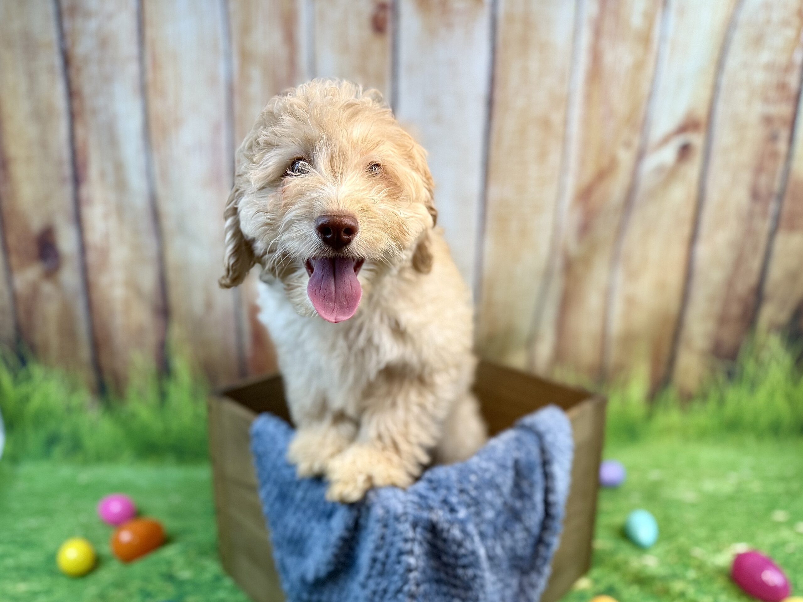 LEONARDO - DOB Dec 23, 2025