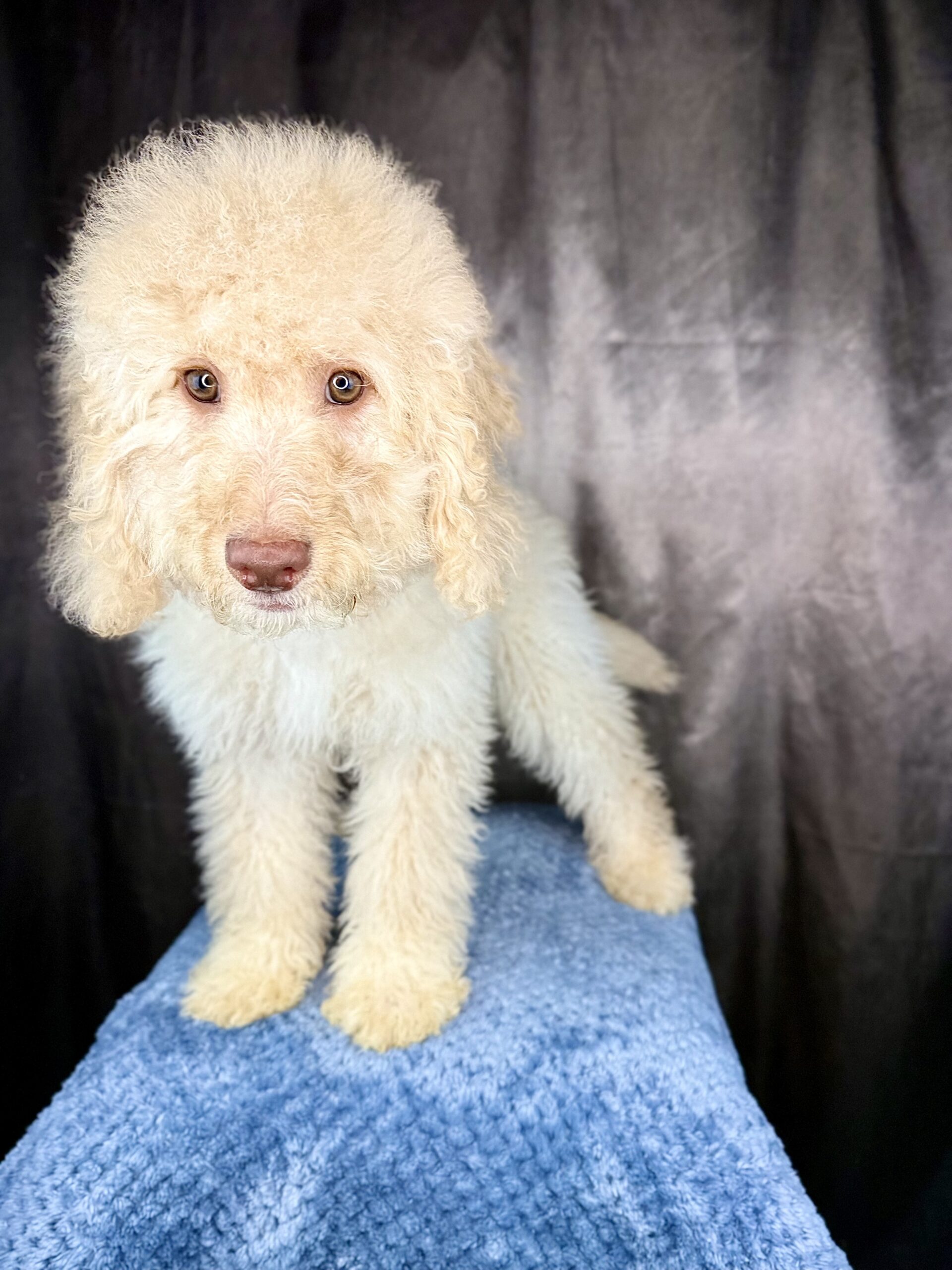 MICHELANGELO - DOB Dec 23, 2025