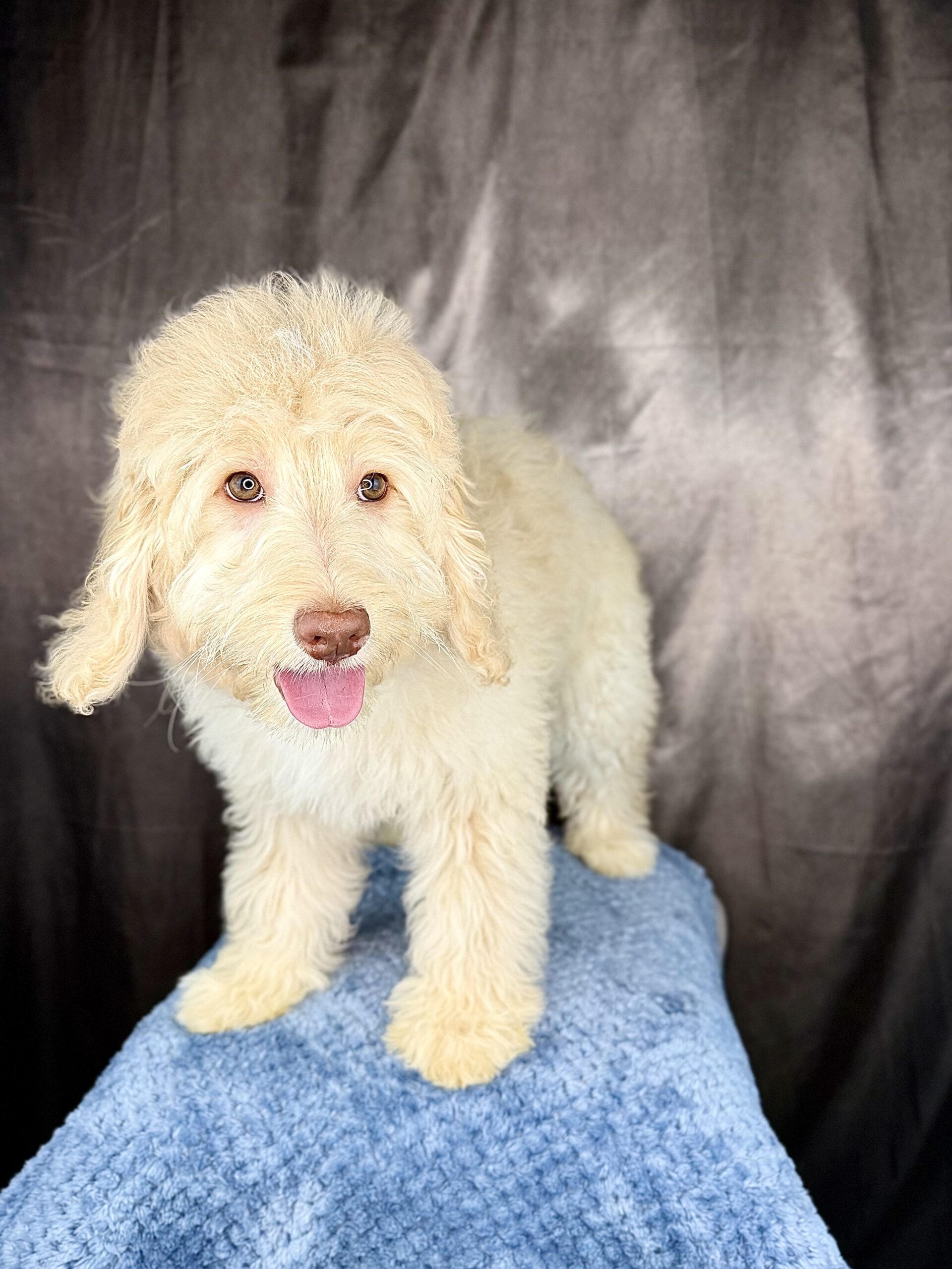 RAPHAEL - DOB Dec 23, 2025