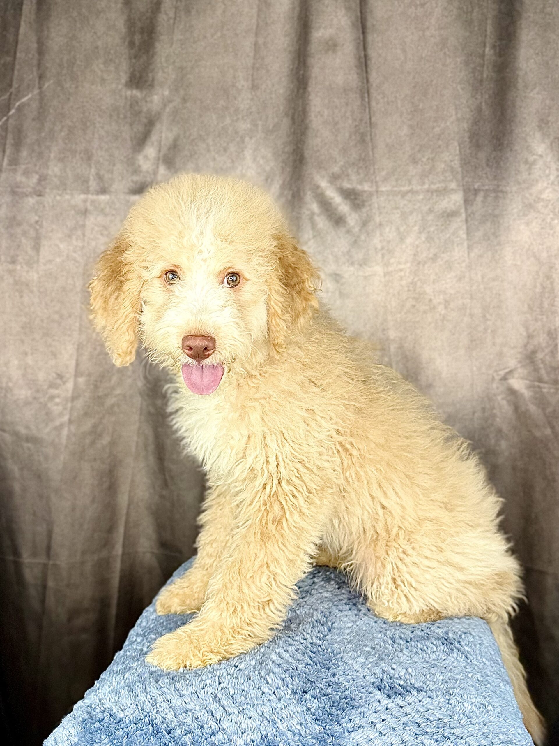 DONATELLO - DOB Dec 23, 2025