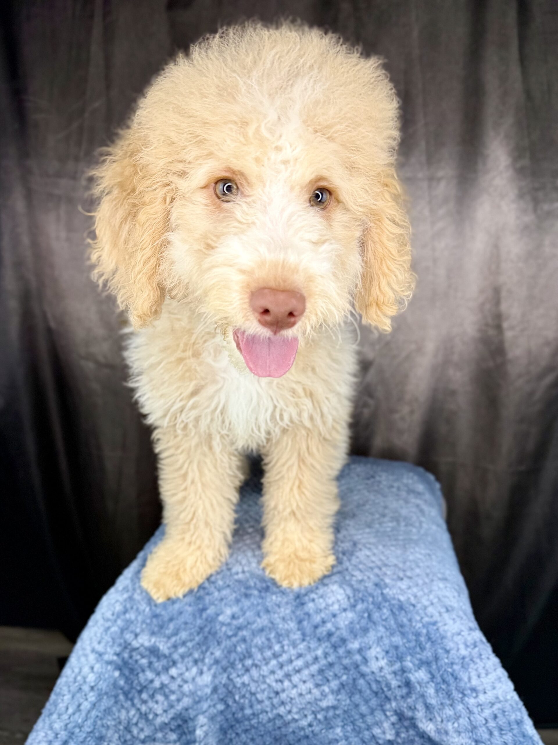 DONATELLO - DOB Dec 23, 2025